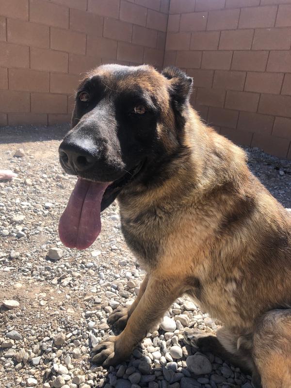 BEFORE: This is him before we used the de-shedding brush