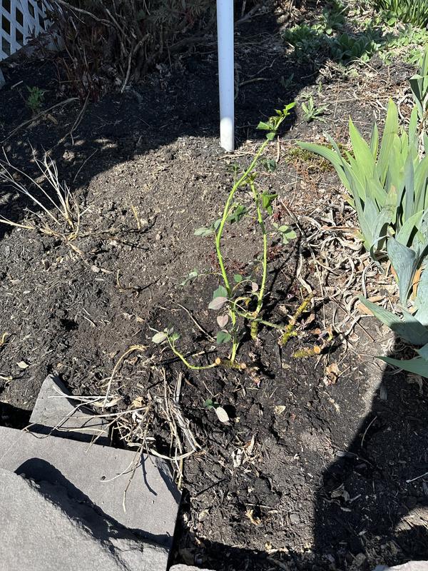 This is a rose bush airport from tractor supply. I gotta tell you I went to the store looks like a mess but I guess that’s how you guys do it