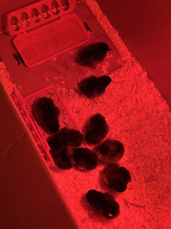 Active cute chicks