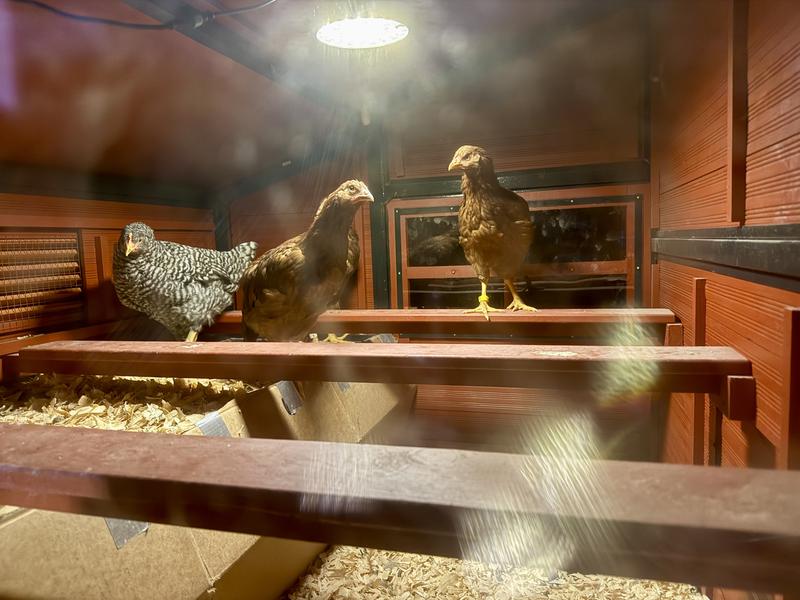 Coop Interior with Modified Roosting Bars and Added Interior Light