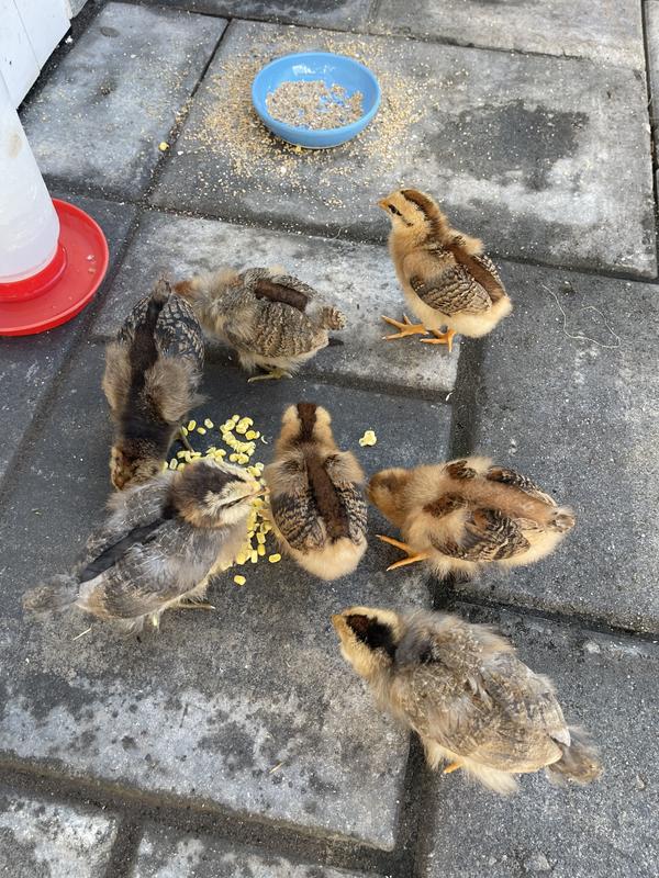 Two weeks away from buying the chicks