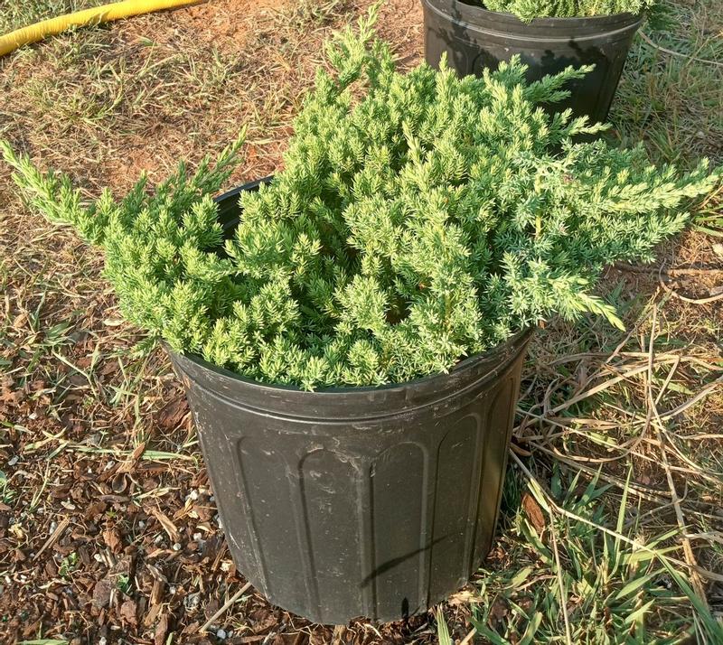nana National Plant Network 2.25 gal. Potted Juniper Procumbens