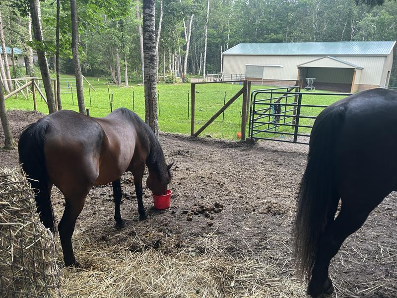 Eating the product, mixed with grain.