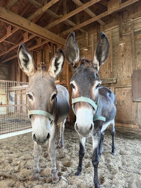 My donkeys