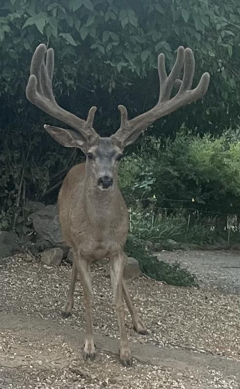 That big Buck with the well-developed set of antlers has been visiting us for the corn since a fawn.