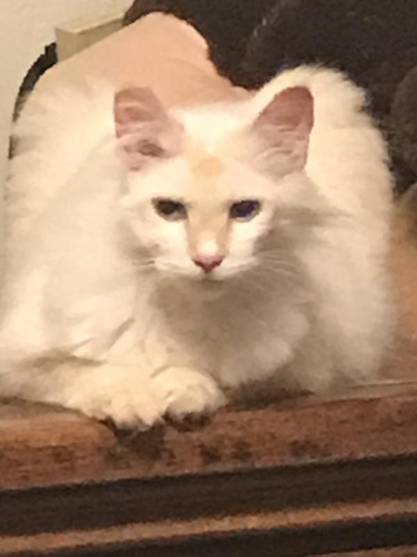 Beautiful girl