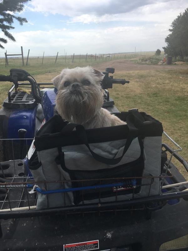 New doggy bike basket