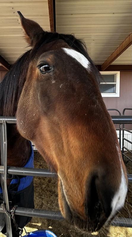 Tilly begging for her treats.