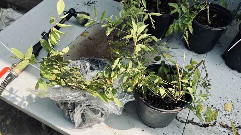 Unboxed white wisteria from TSC