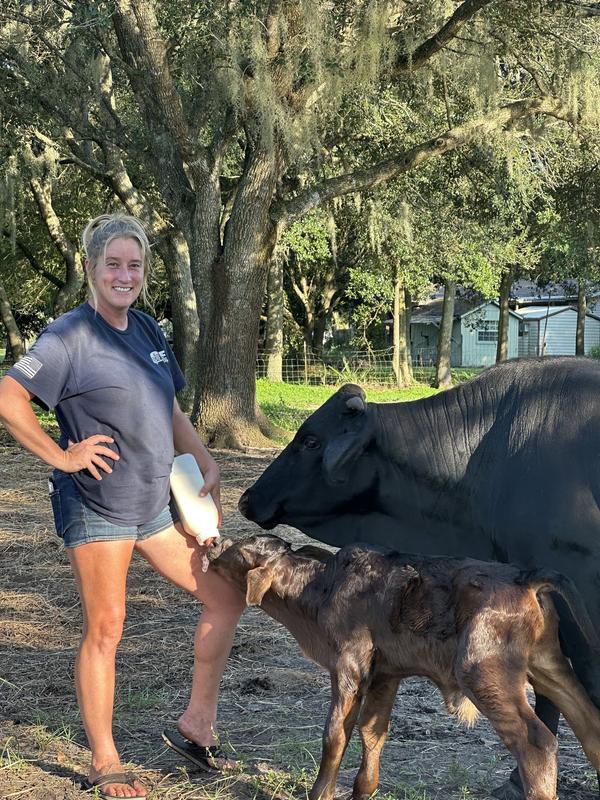 2 day old Brangus on 24:20