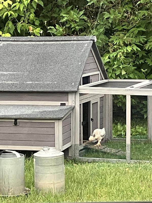 There are 8 more in the coop. No more diarrhea for them.