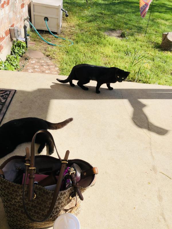 Lots of treats for lots of kitties!