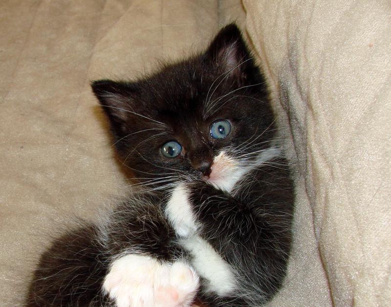 Our latest rescue found outside after dark, no other kittens are momma to be found.