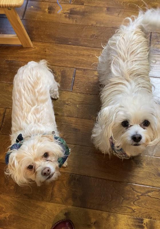Ready for their Sticks