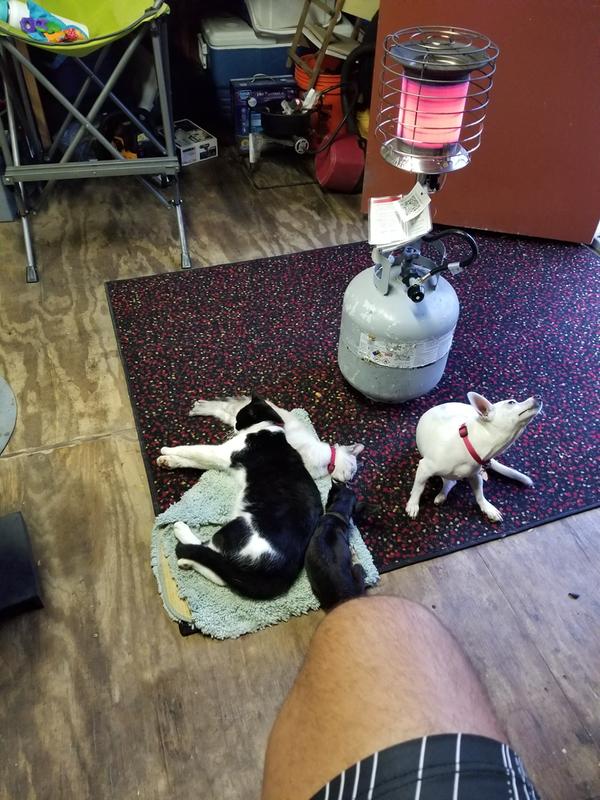 My animals love it too. Usually, we have more than the four in the pic.