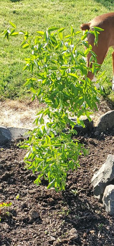 Wrong type of flowers and color