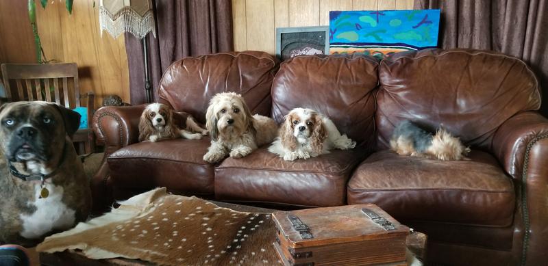The Crew-Grundy, Gracie, Oliver, Pebbles and Dexter