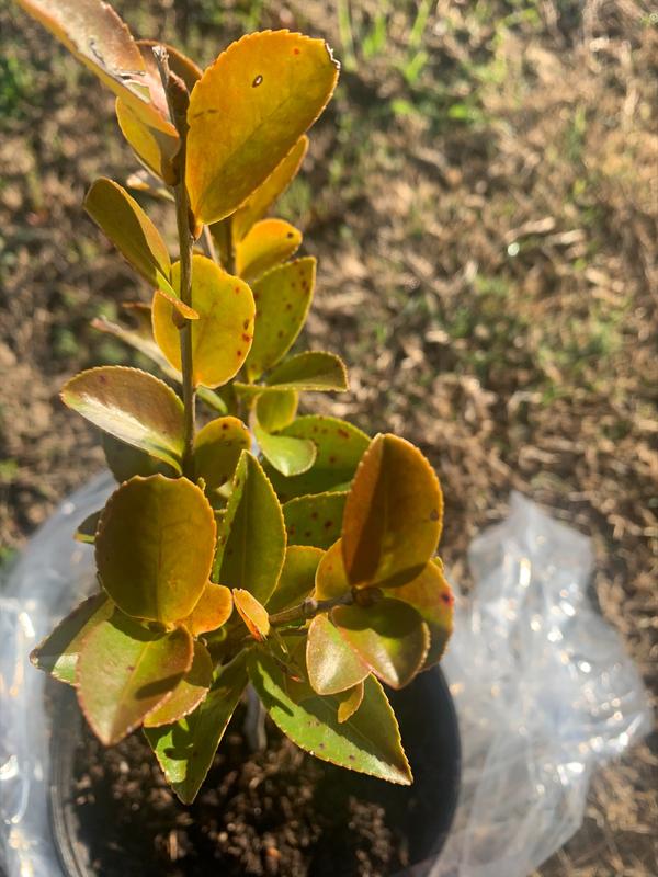 yellow leaves, spots