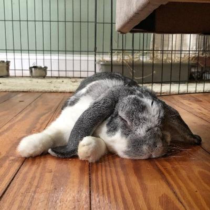 Momo on his 10th. birthday....Oxbow Animal Health Simple Harvest Adult Rabbit Food takes good care of him!