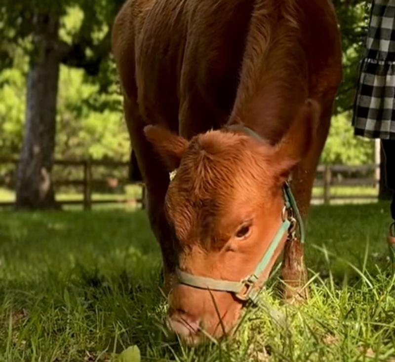 Dairy Cow