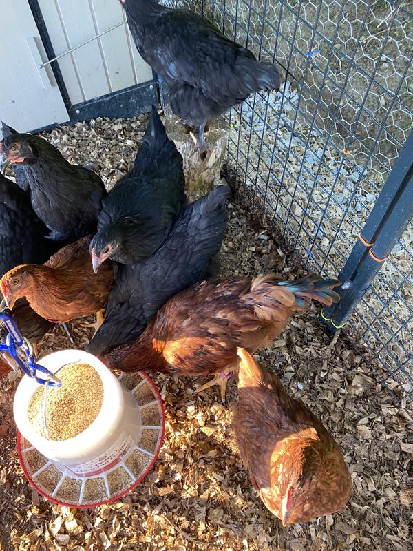 They love breakfast time!