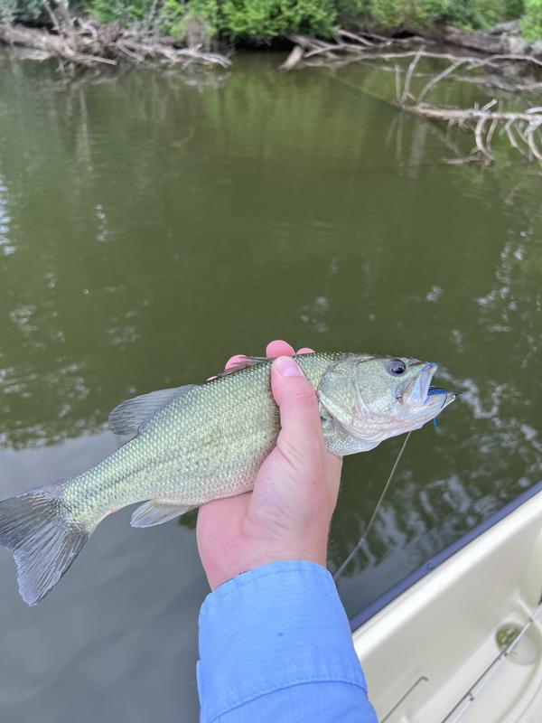 Catches fish