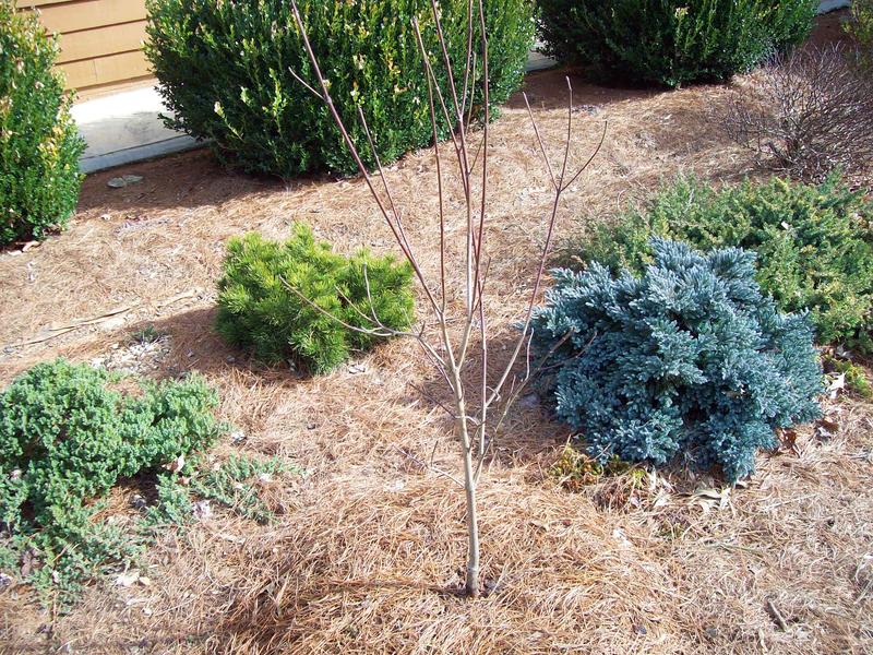 Lovely new pink dogwood.