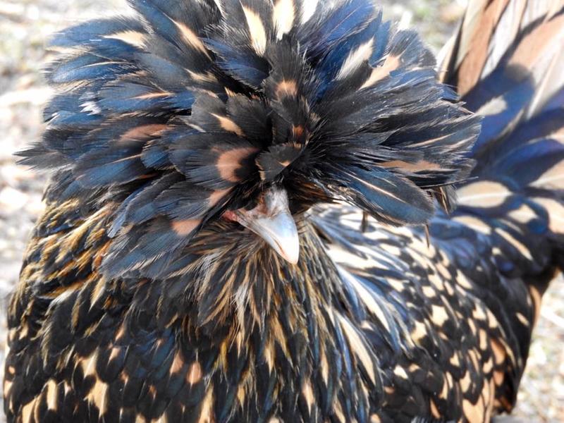 Punky looks the best she has ever...