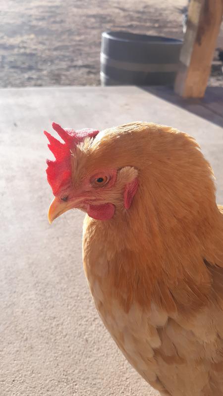 Buffy, the official Purina Flock Block taste tester!