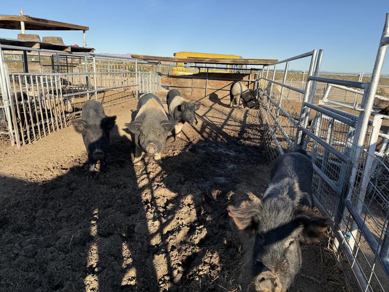 Hampshire Berkshire cross