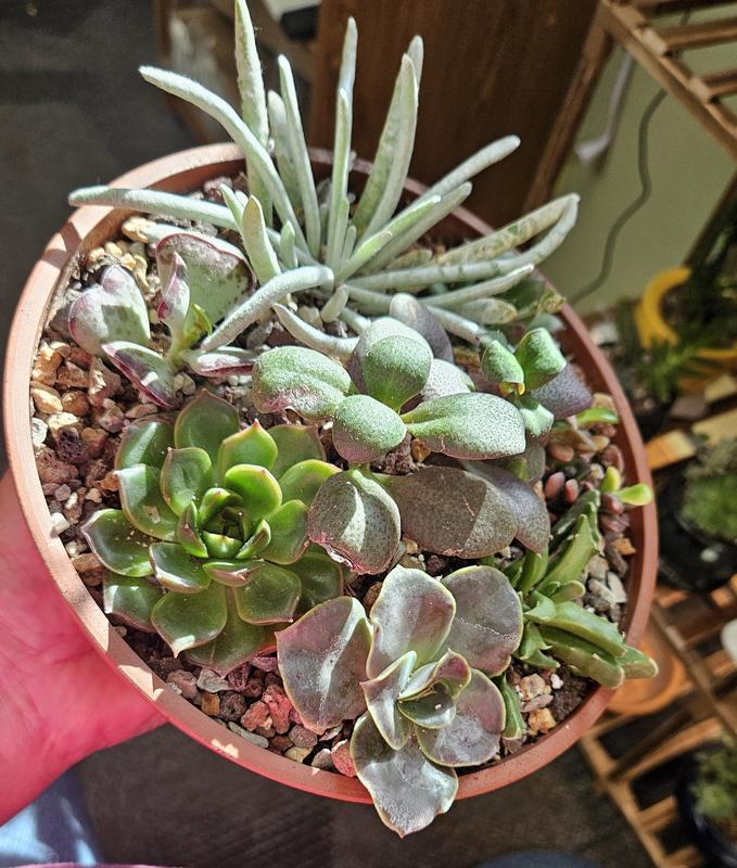 One of my succulent bowls using Mana Pro Poultry Grit addition to my soil mix