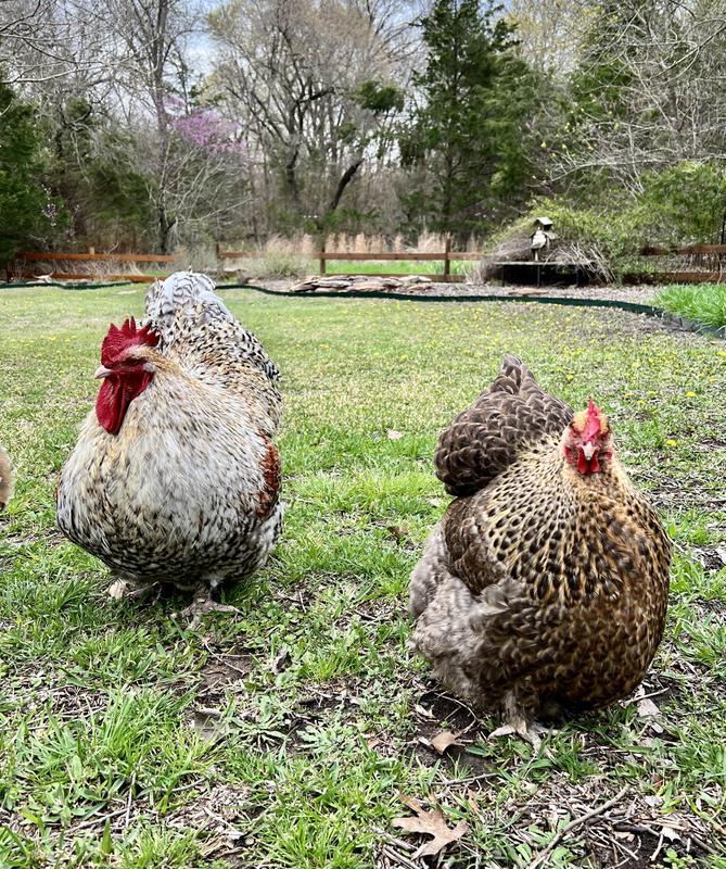 Mr Maple and Persimmon a couple of spoiled crele orpingtons in north Texas.