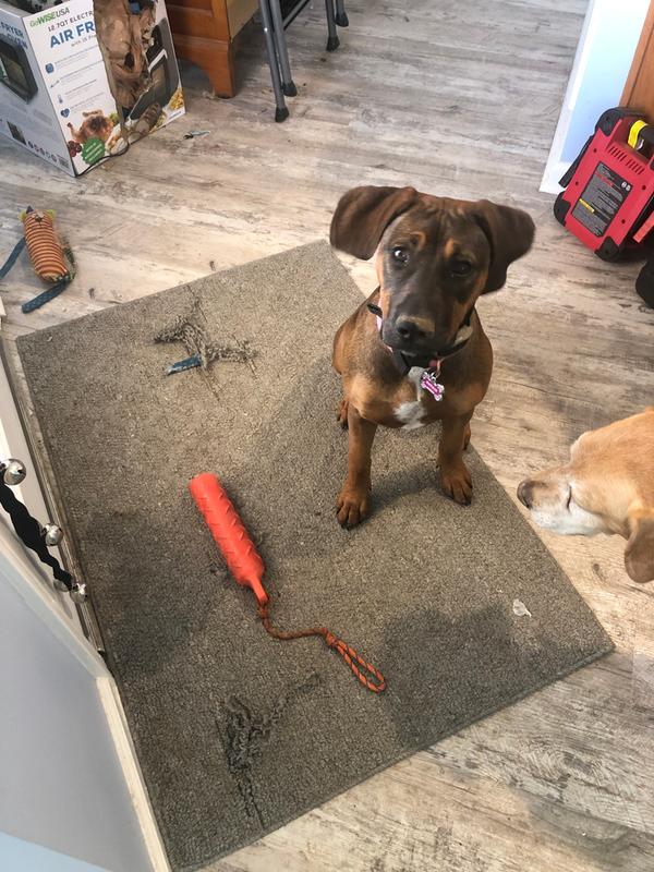 Waiting to go out and play with her favorite toy.