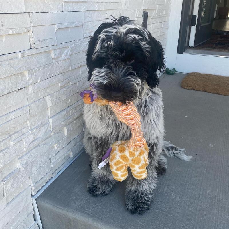 HTN - Cane Masticare La Corda Del Giocattolo Rimorchiato Della Pallina Da Gioco Giocattolo Per Allenare Giocattolo Giocattoli Per Cani 8304549147724 - Foto 9