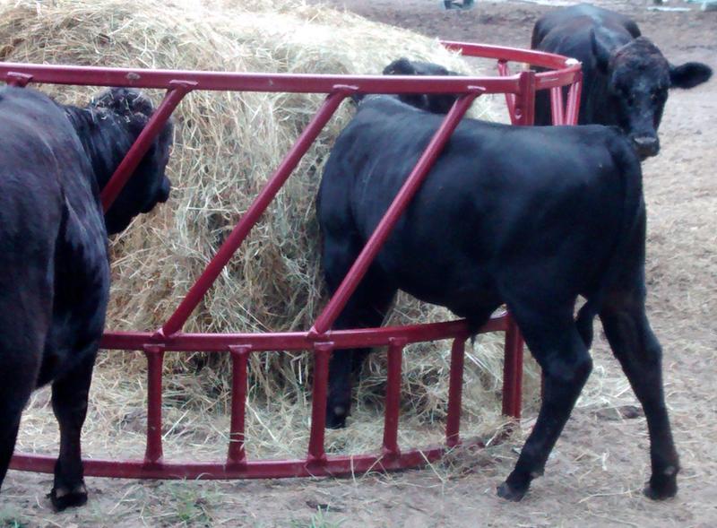 Design Flaw allowing smaller cattle to slip into the ring