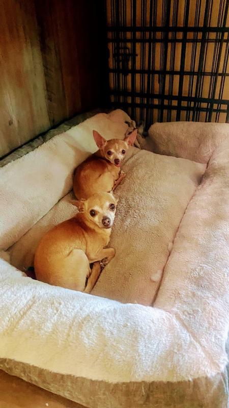 Bed Thieves