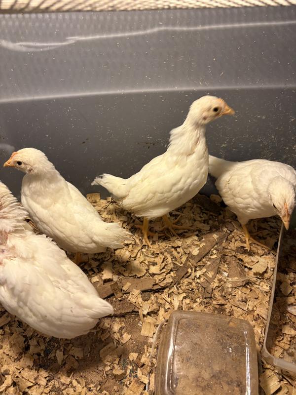 Baby chicks