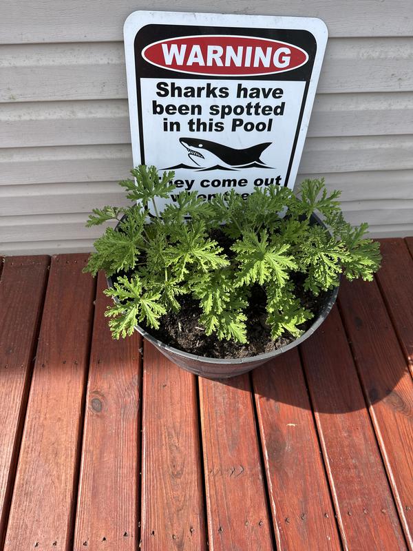 Two plants repotted and thriving