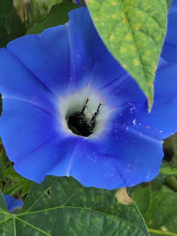 Bee in morning glory