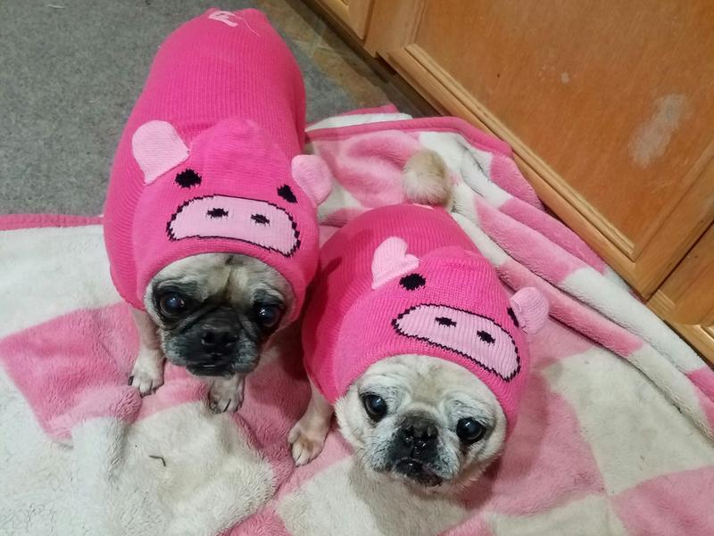 My pugs as pigs!