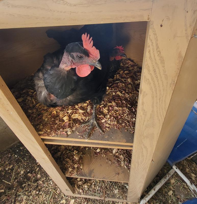 Healthy girls!