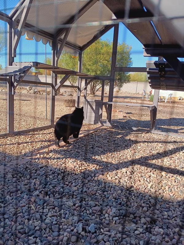 Happy kitty-cats 😻😻