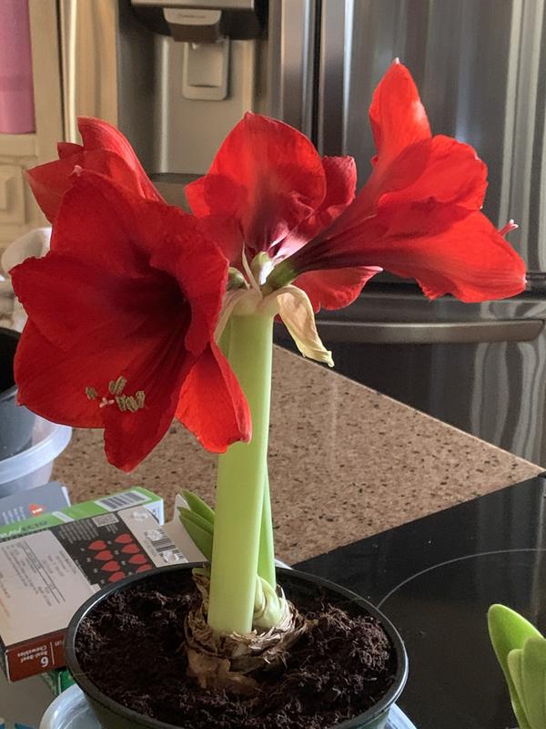 My Gorgeous Amaryllis!
