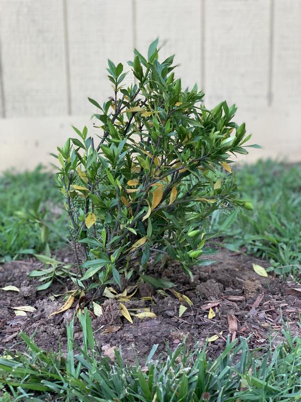 This plant was shipped a week late