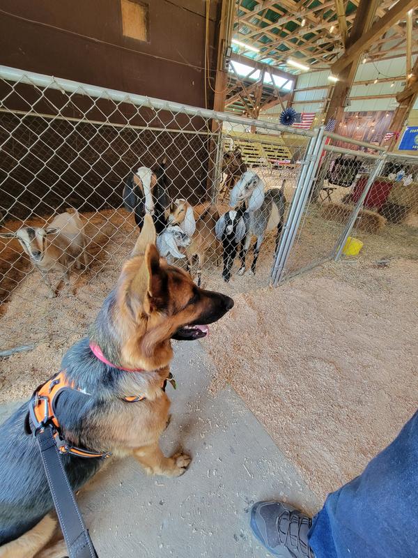 A typical non-work harness. Still, a very different location for the leash attachment.