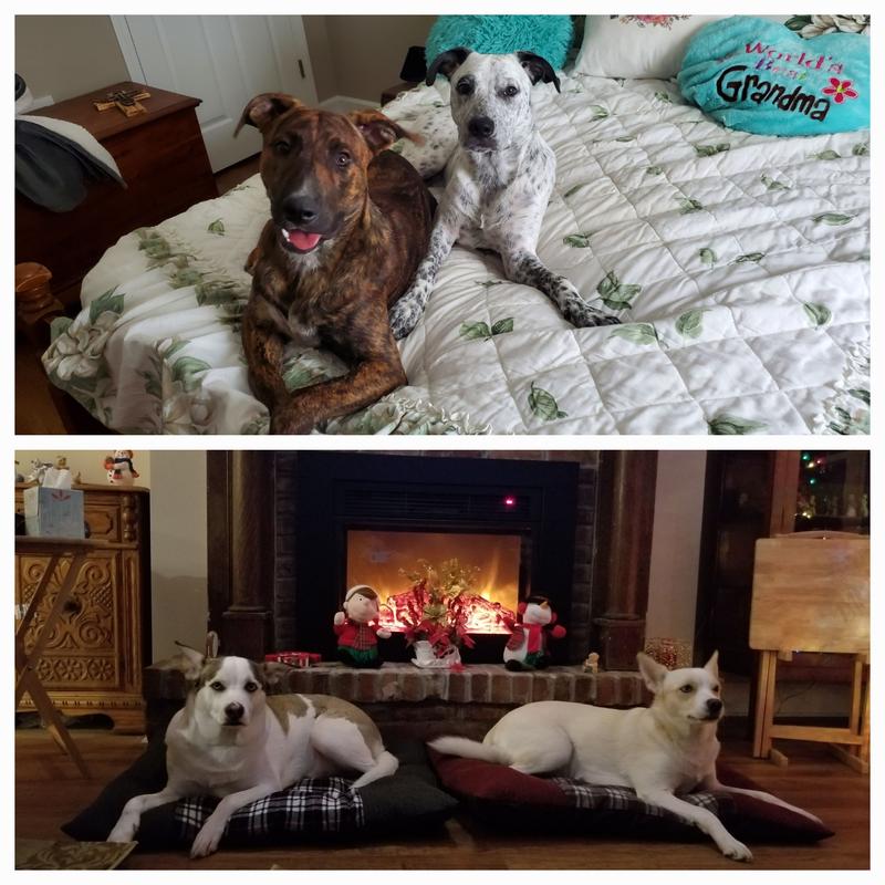My babies