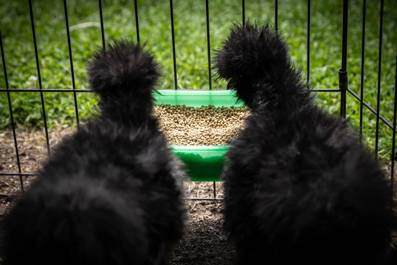 Two silkies discussing how good their new feed is!