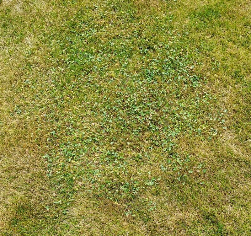 Clover after a week plus only the flowers dead.