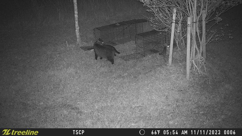 Cam helped me discover mama cat had 2 kittens