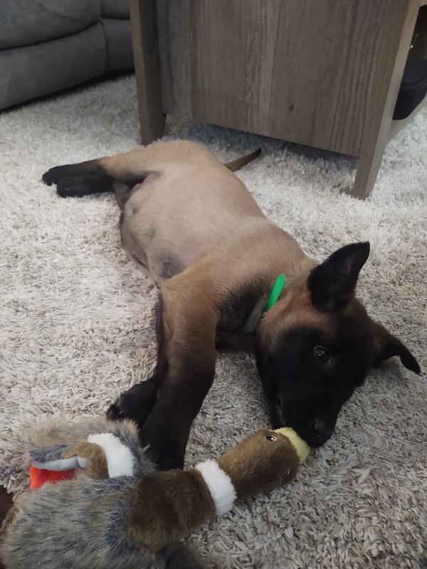 His not so swollen belly